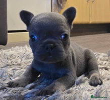 French Bulldog dogs - Advert 16