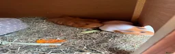 Guinea Pig rodents for sale: Guinea pigs  in Hull - Advert 3