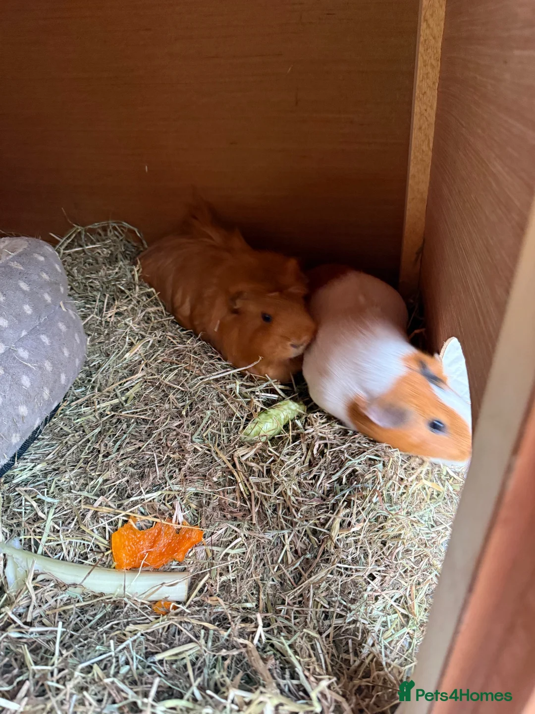 Guinea Pig rodents for sale: Guinea pigs  in Hull - Advert 3
