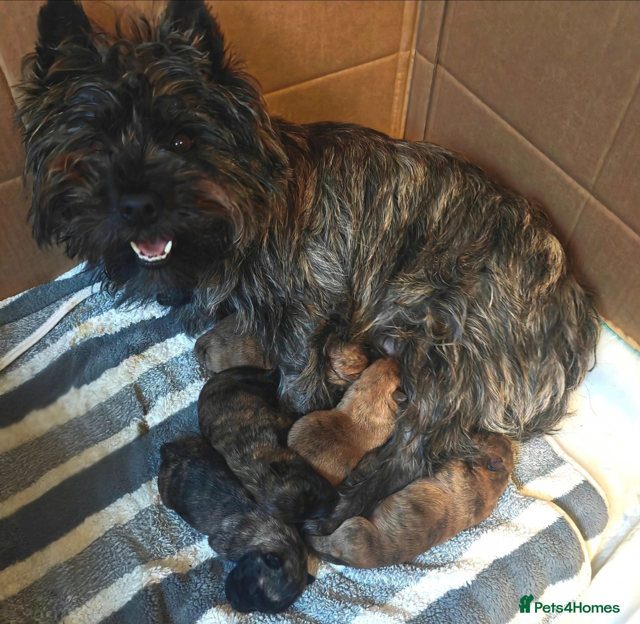 Cairn Terrier dogs  3 beautiful Cairn terrier dog puppies - Advert 5