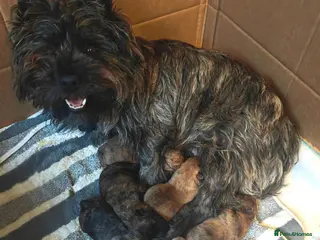 Cairn Terrier dogs 3 beautiful Cairn terrier dog puppies - Advert 5
