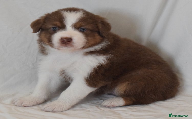 Australian Shepherd dogs - Advert 1