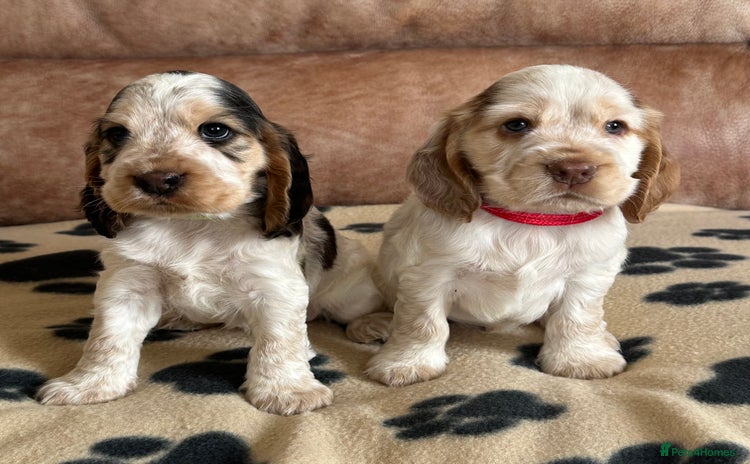Cocker Spaniel dogs - Advert 5