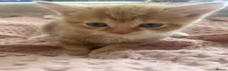 Mixed Breed cats for sale: 2 Mixed Breed Ginger Kittens  - Advert 6