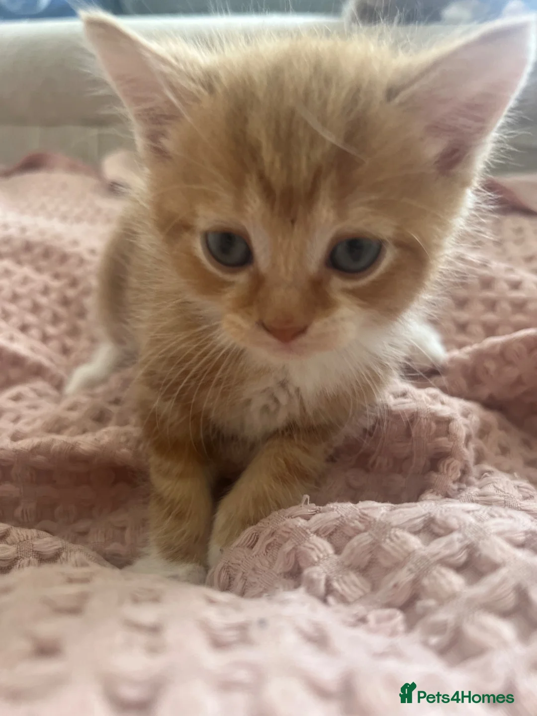 Mixed Breed cats for sale: 2 Mixed Breed Ginger Kittens  - Advert 6