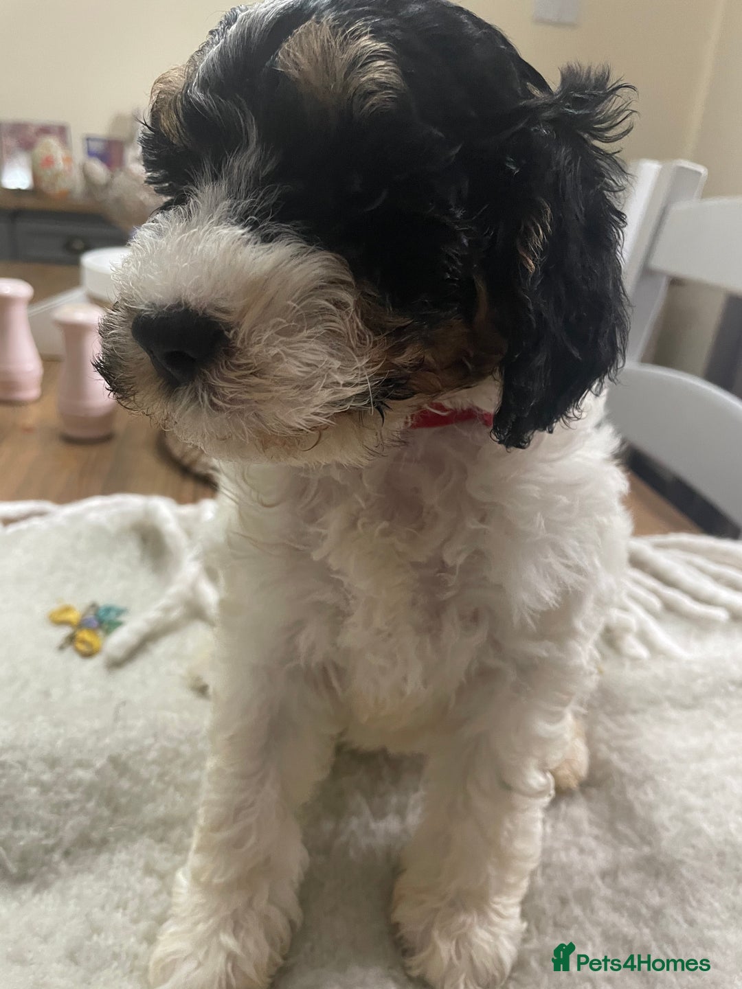 Cockapoo dogs for sale: Cockerpoo ready now blue roan tri - Image 3