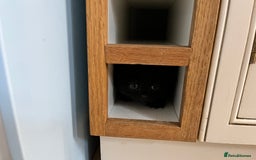 Mixed Breed cats for sale: Little black female kittens!  - Image 1