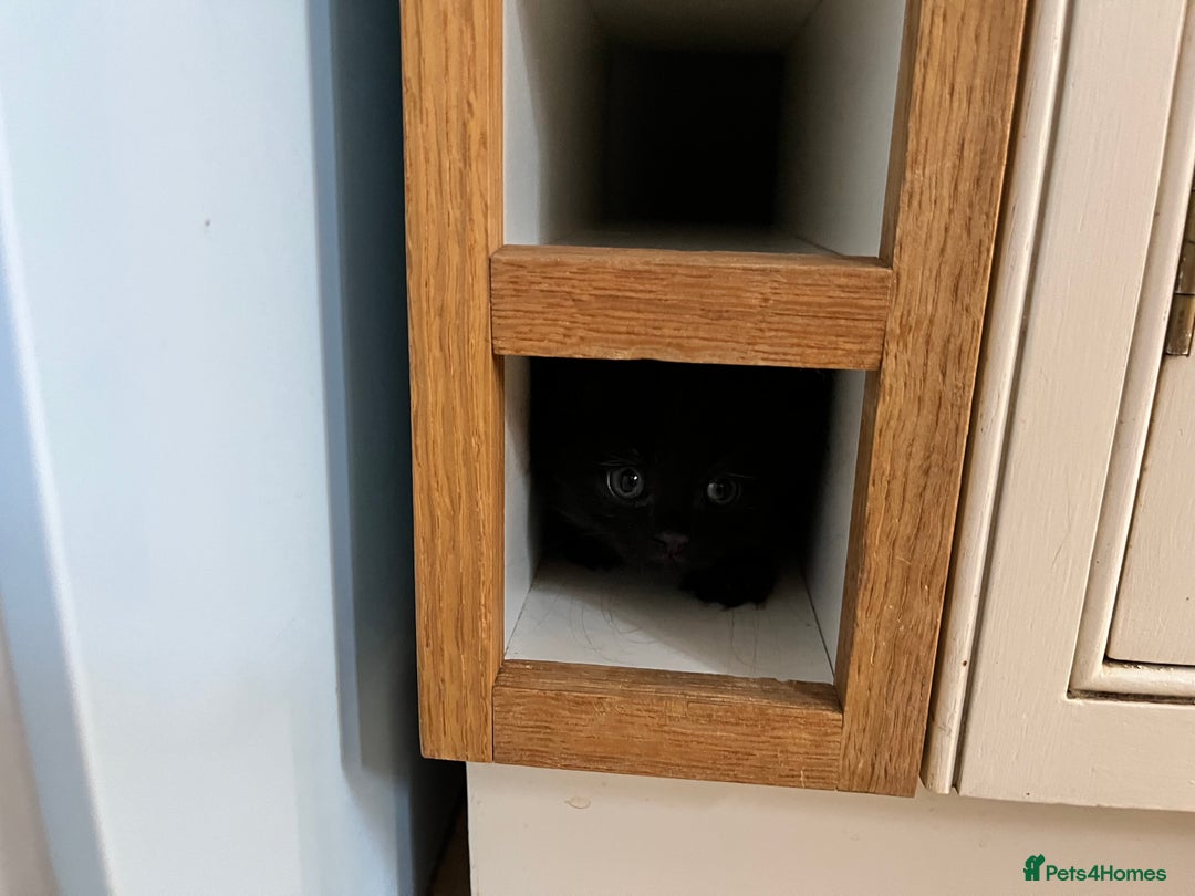 Mixed Breed cats for sale: Little black female kittens!  - Image 1