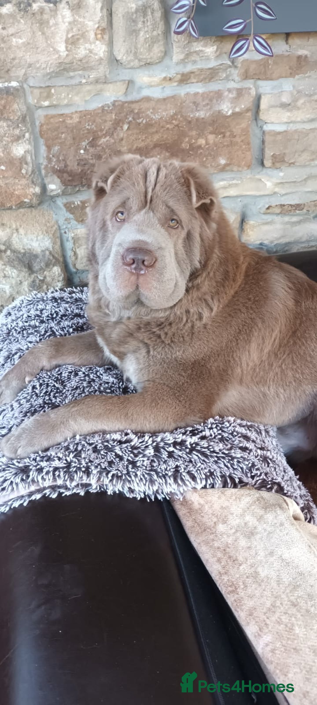 Shar Pei dogs for stud: Yogi for Stud  - Advert 4