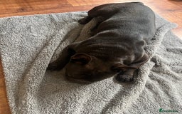 French Bulldog dogs for sale: 🐶 KC Registered Male French Bulldog – 1yr 9mo - Image 5