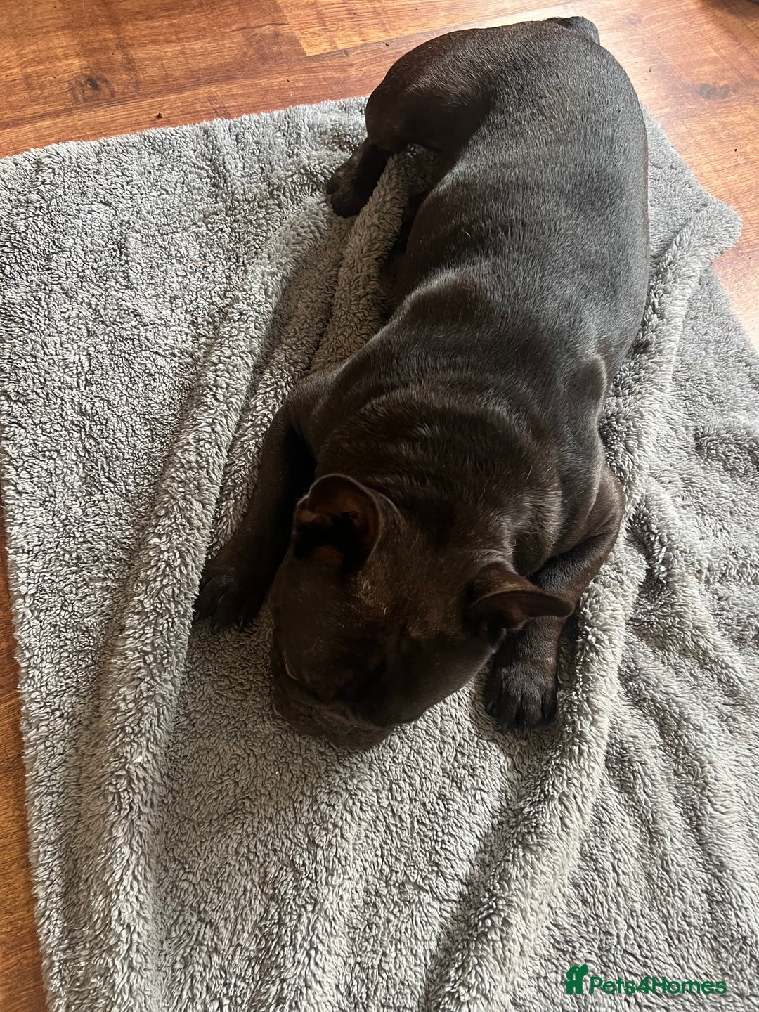 French Bulldog dogs for sale: 🐶 KC Registered Male French Bulldog – 1yr 9mo - Image 5