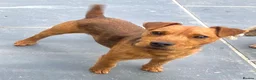 Lakeland Terrier dogs for sale: Working Type Lakeland Dog  - Advert 1