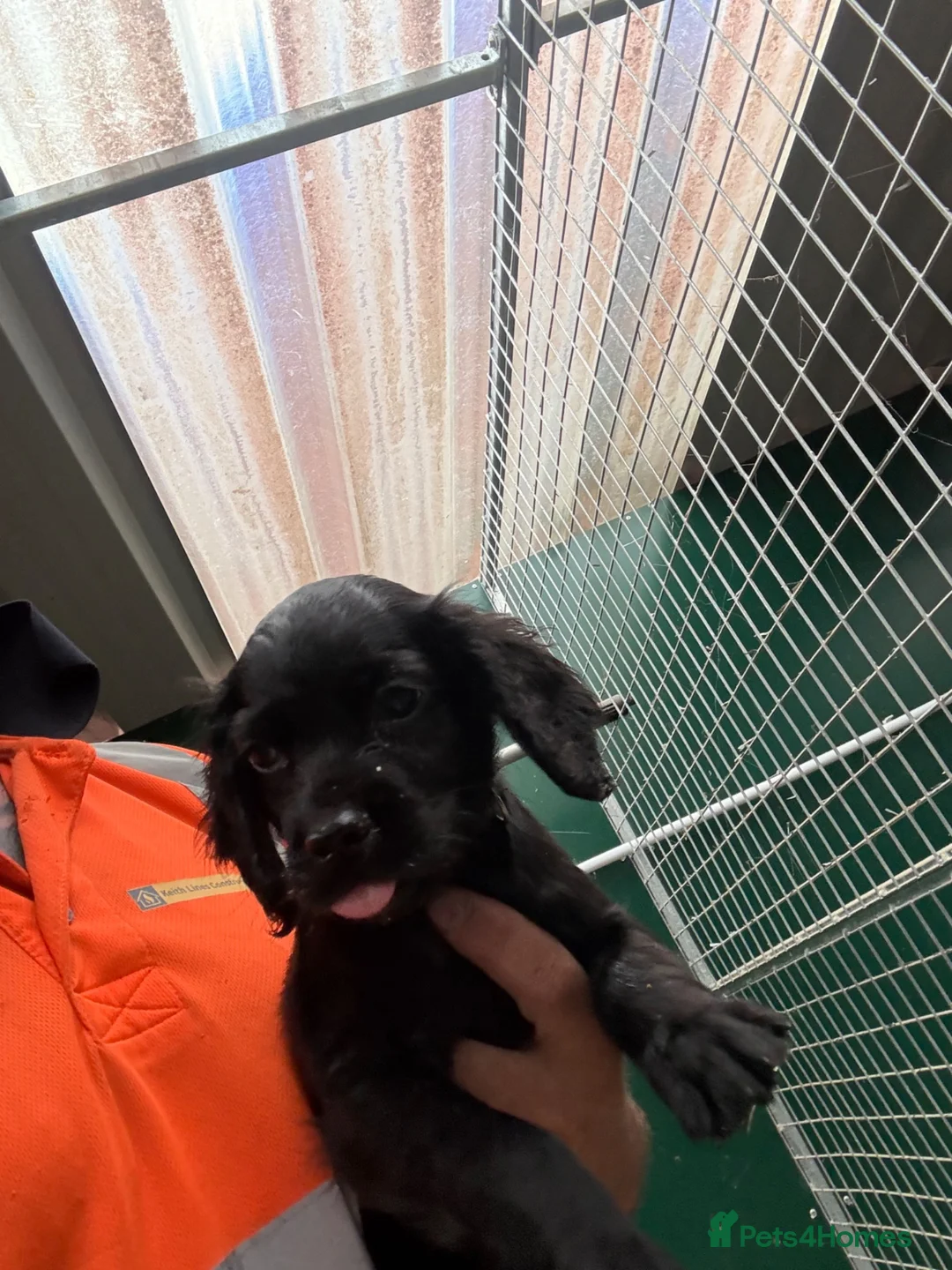 Cocker Spaniel dogs for sale: Cocker spaniel  - Advert 1