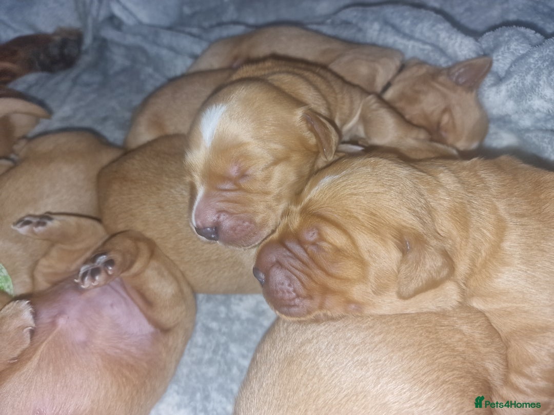 Golden Retriever dogs for sale: Beautiful KC-Registered Golden Retriever Puppies - Advert 21