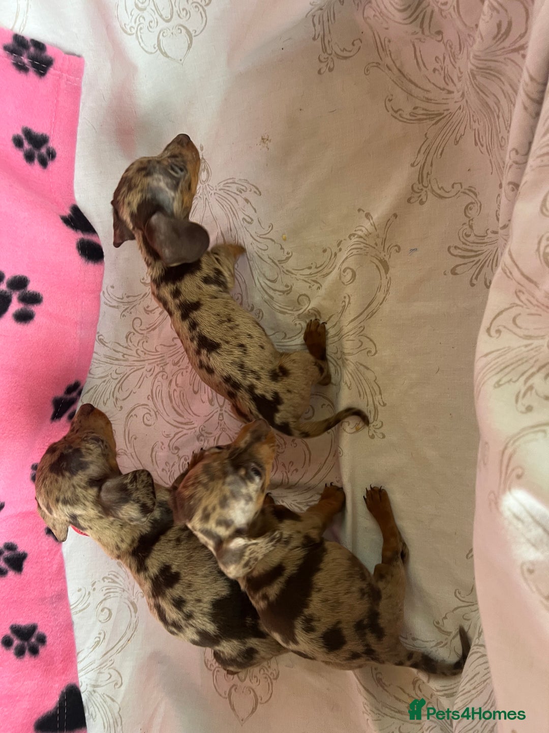 Dachshund dogs for sale: DACHSHUND PUPPIES  - Image 9