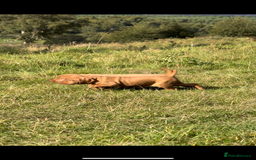 Hungarian Vizsla dogs for sale: Wirehaired Vizsla’s - Image 33