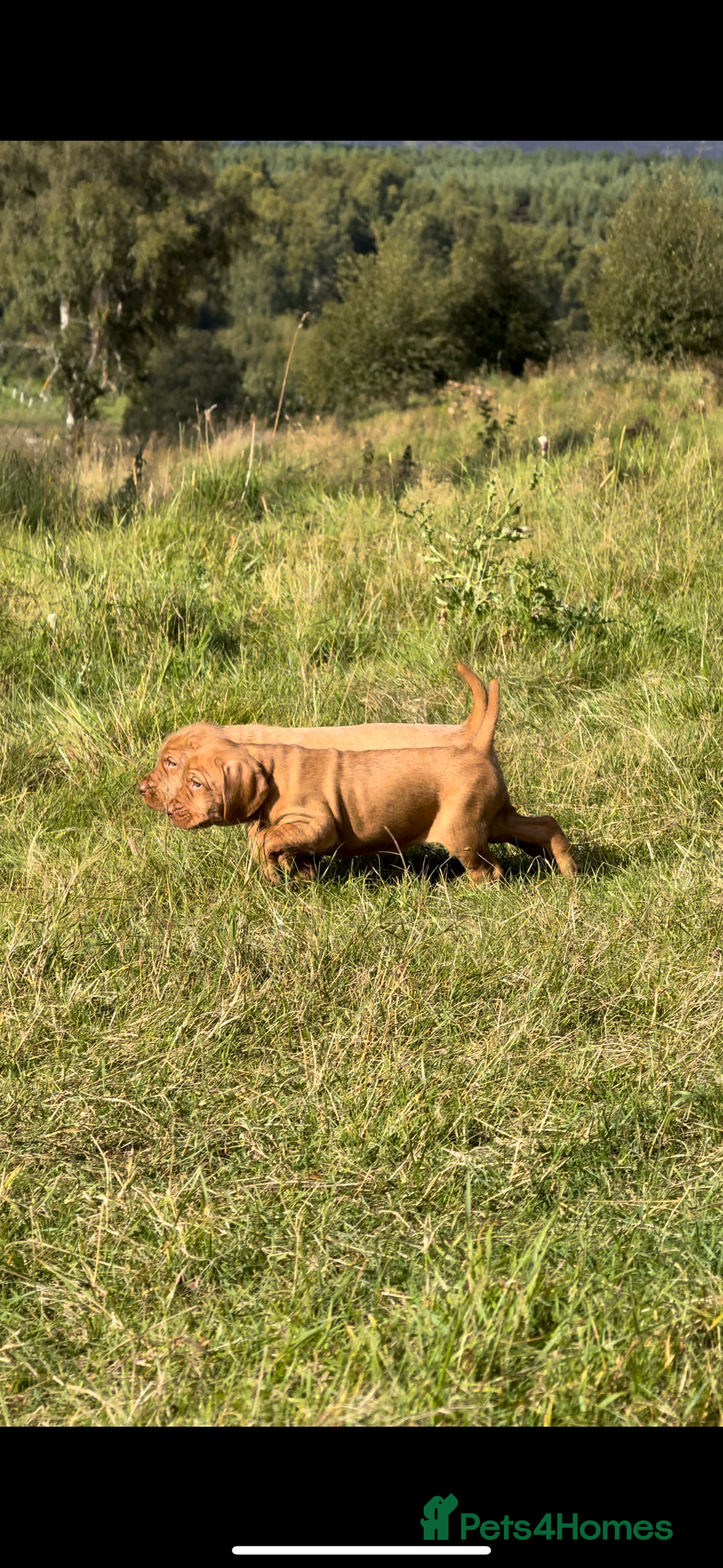 Hungarian Vizsla dogs for sale: Wirehaired Vizsla’s - Image 33