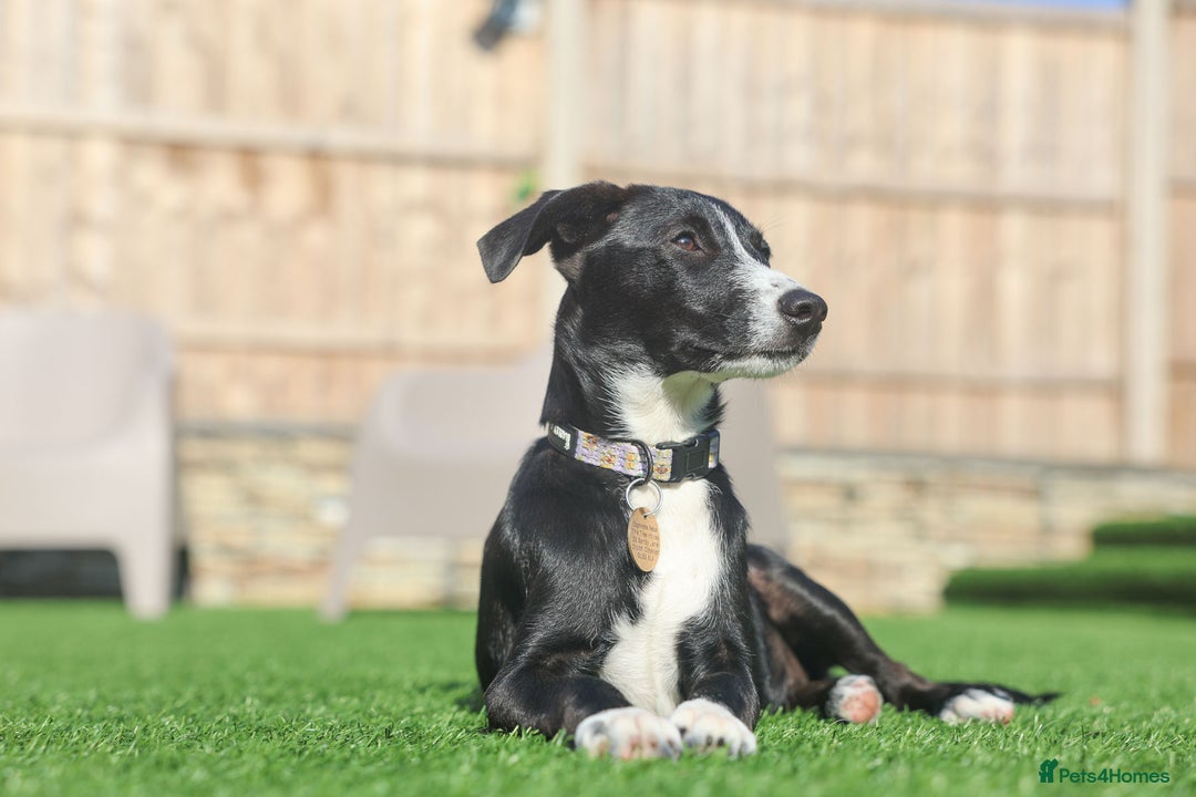 Mixed Breed dogs for adoption: Delightful Dolly - Image 39