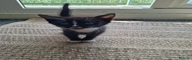 Tuxedo 2