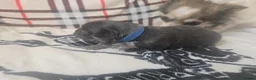 Chihuahua dogs for sale: Absolutely beautiful chihuahua puppies - Advert 15