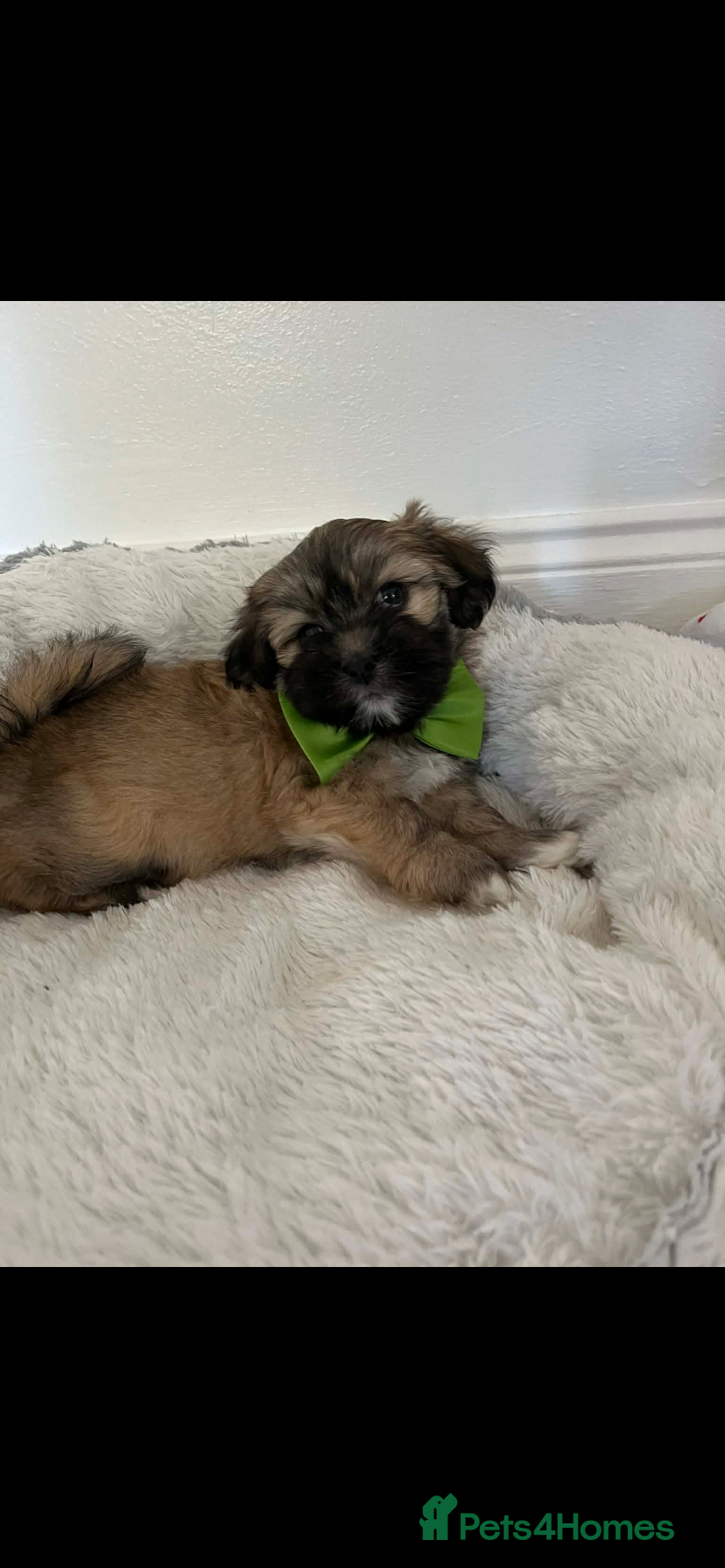 Lhasa Apso dogs Lhasa apso puppies for sale 🐶🐶🐶 - Advert 5