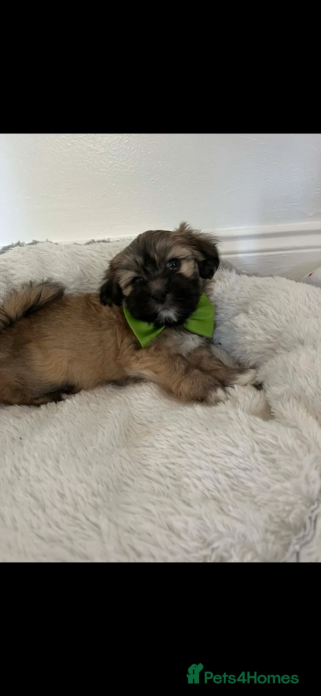 Lhasa Apso dogs for sale: Lhasa apso puppies for sale 🐶🐶🐶 - Advert 2