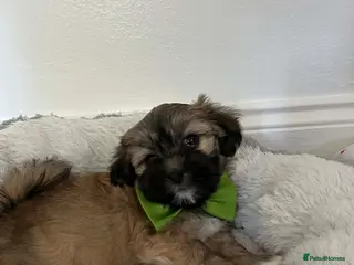Lhasa Apso dogs Lhasa apso puppies for sale 🐶🐶🐶 - Advert 6