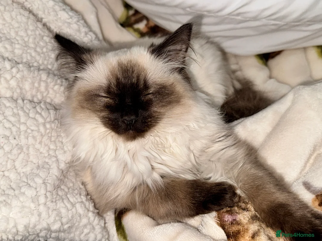 Ragdoll cats for sale: Ragdoll Female Kitten - Advert 2