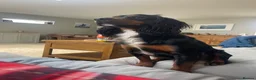 Sprocker dogs for stud: Sprocker stud  - Advert 7