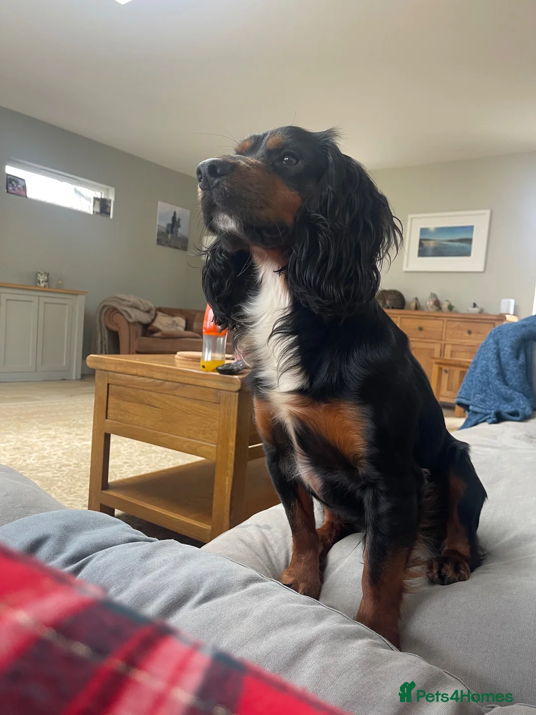 Sprocker dogs for stud: Sprocker stud  - Advert 7