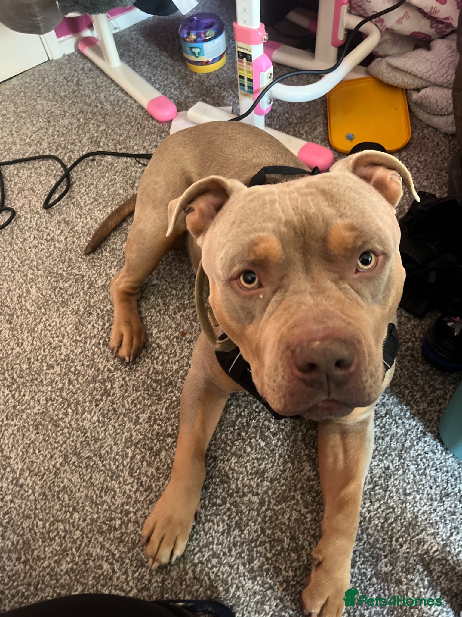 American Bully dogs 🐾 Adorable Bully Ready for His Forever Family 🐾 - Advert 3
