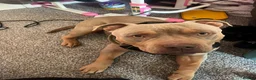 American Bully dogs for sale: 🐾 Adorable Bully Ready for His Forever Family 🐾 in Cramlington - Advert 1
