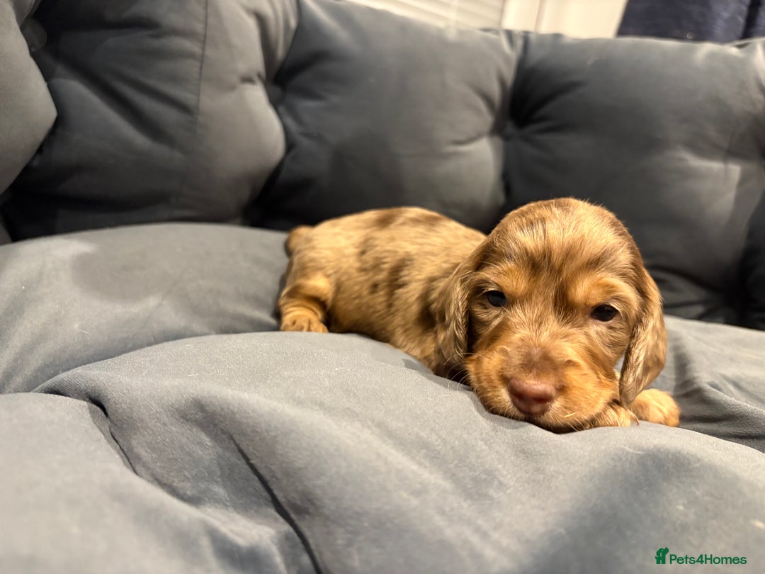 Dachshund dogs for sale: Dachshund puppies for sale  - Image 6