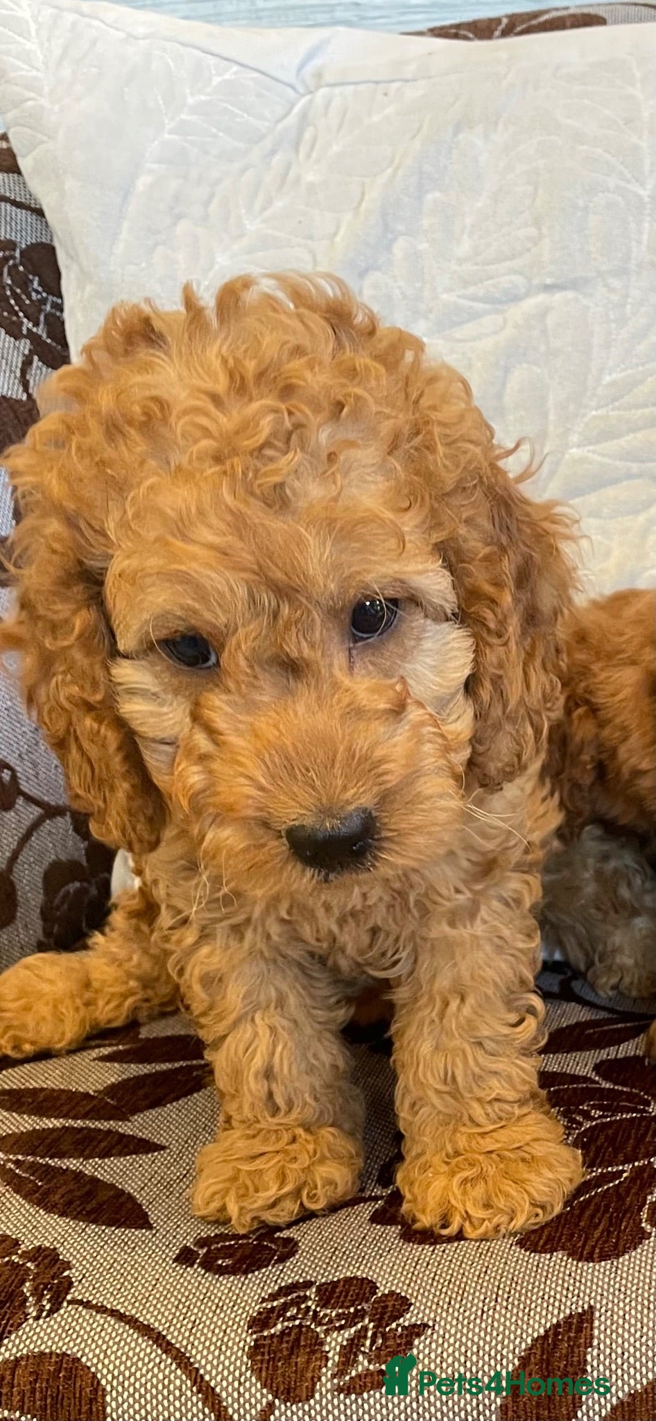 Cockapoo dogs COCKAPOO PUPS - Advert 1