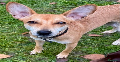 Miniature Pinscher dogs Greta: The Tiny Soul Who Refused to Give Up - Advert 8