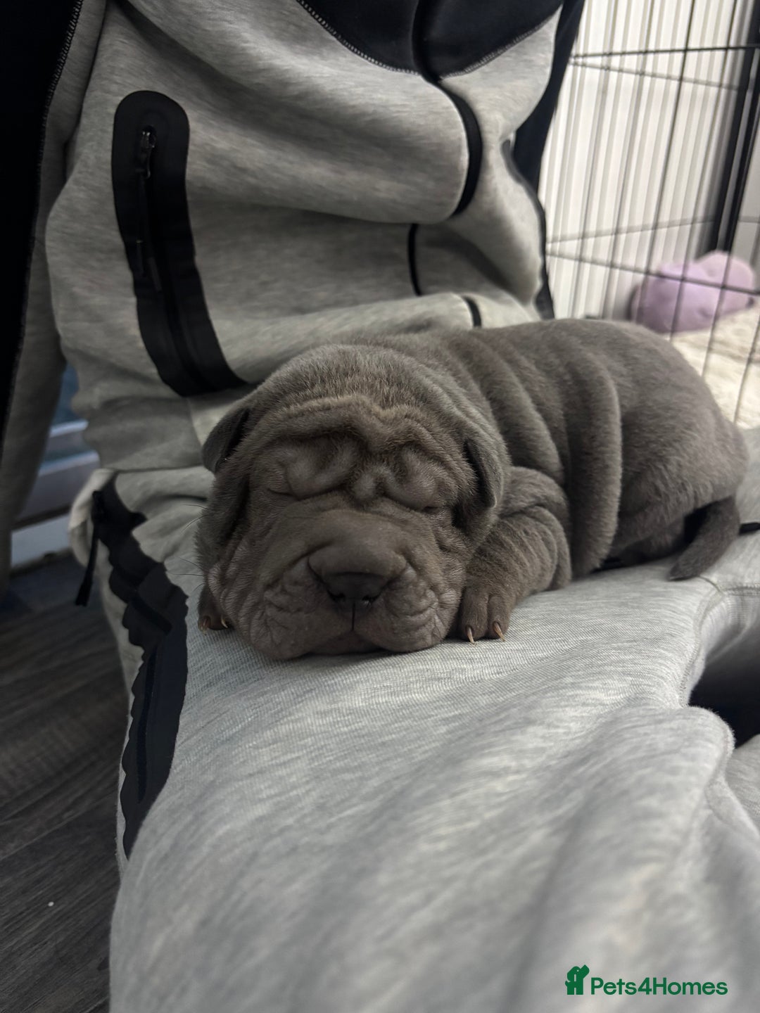 Shar Pei dogs for sale: Shar pei puppies - Advert 9