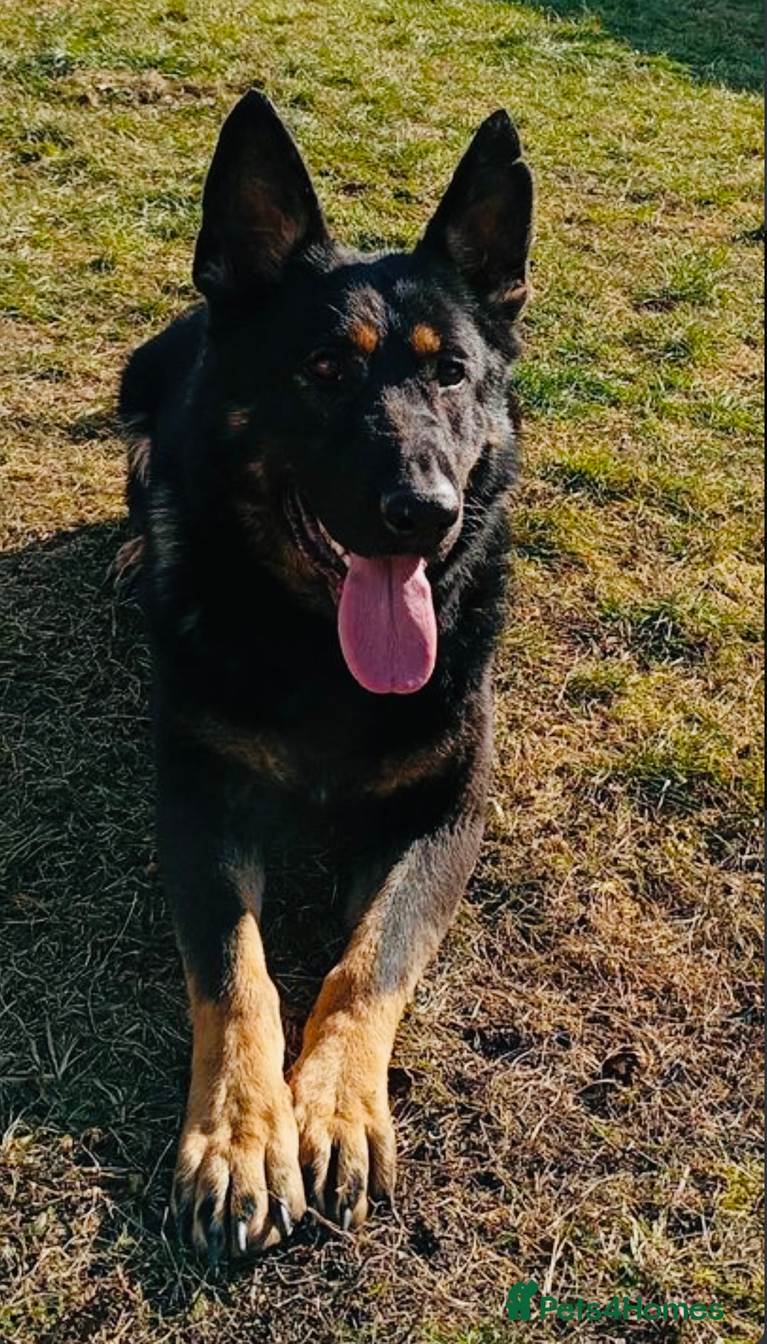 German Shepherd dogs for sale: DDR Working Line GSD Puppies Rare Working Lines - Advert 2