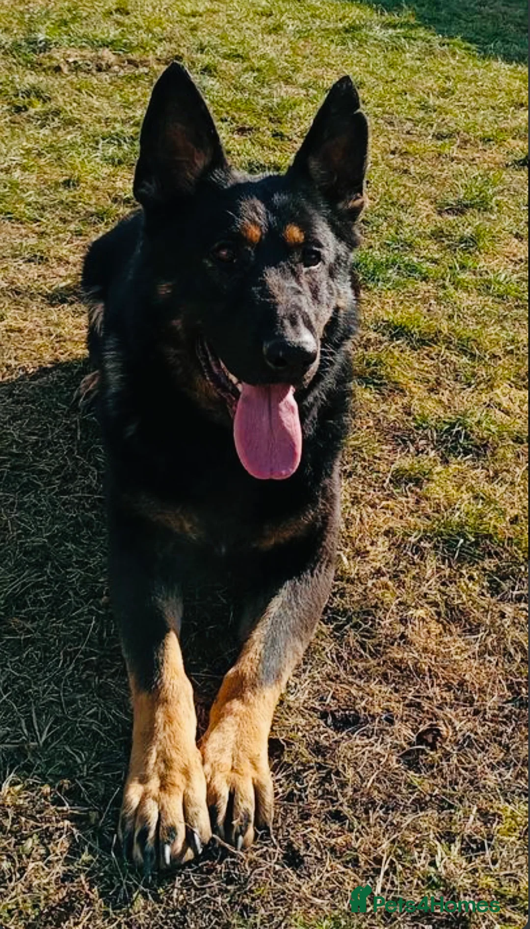 German Shepherd dogs for sale: DDR Working Line GSD Puppies Rare Working Lines - Advert 2