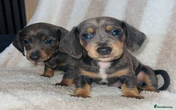 Dachshund dogs for sale: Ready to leave 5th of August  - Image 1