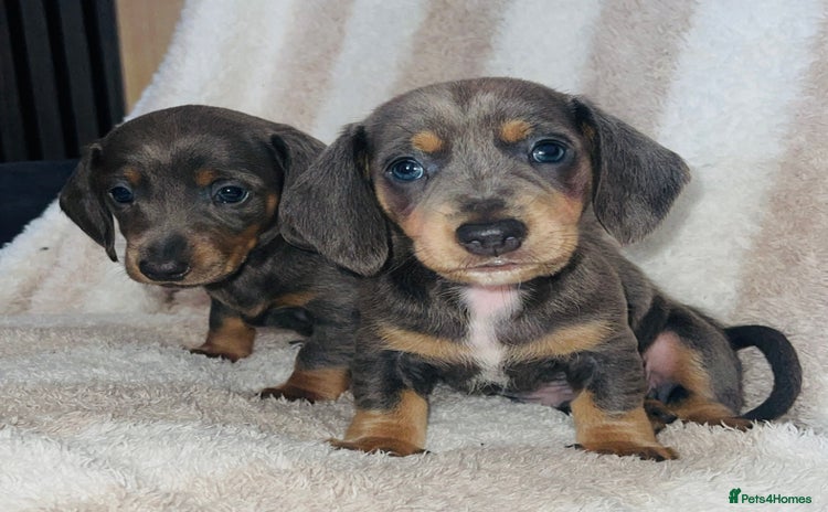 Dachshund dogs - Advert 1
