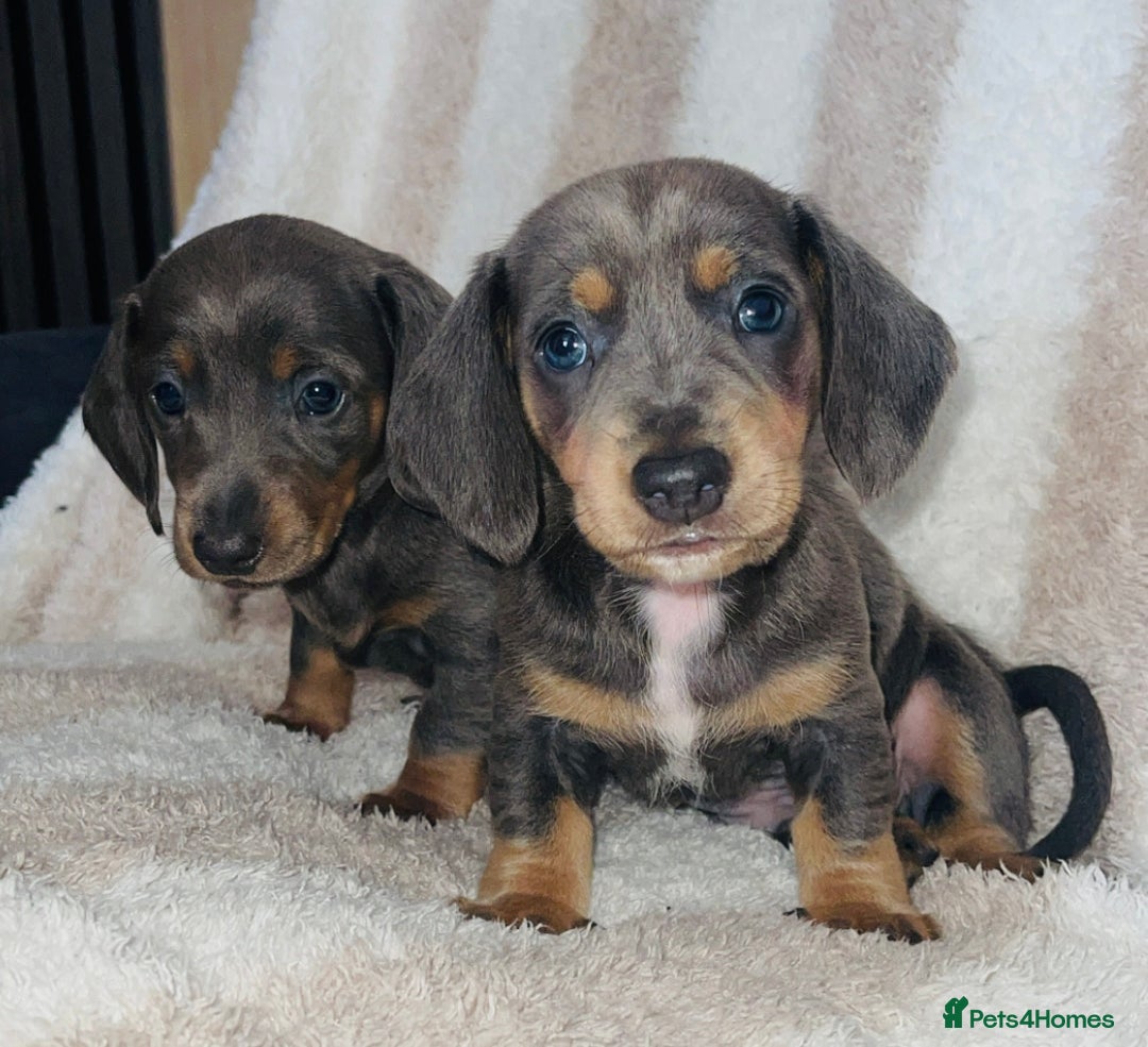 Dachshund dogs for sale: Ready to leave 5th of August  - Image 1