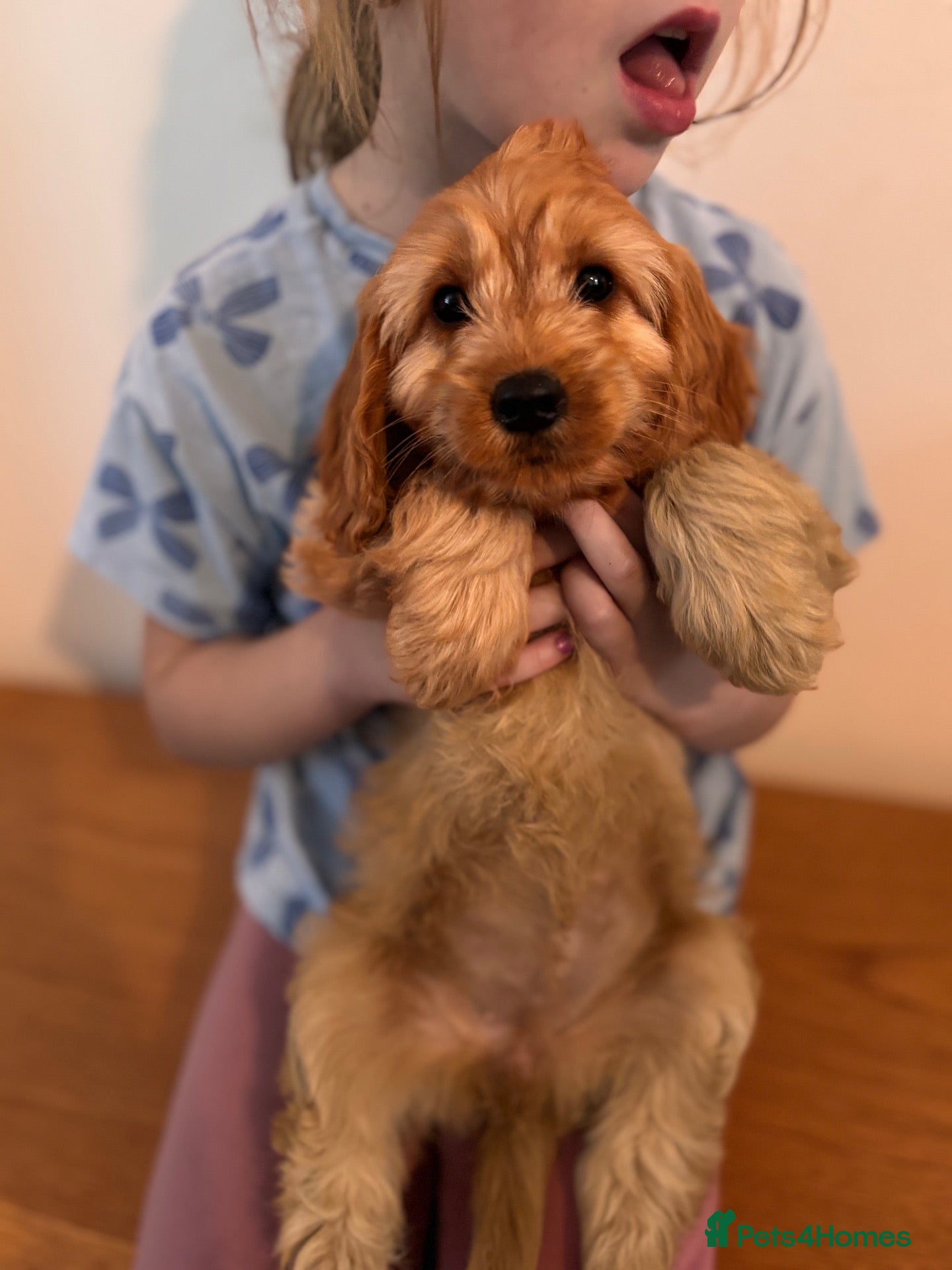 Cockapoo dogs Beautiful F1 Cockapoos Boys and 1 Girl available  - Advert 1