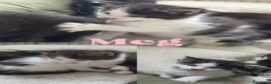 Meg
