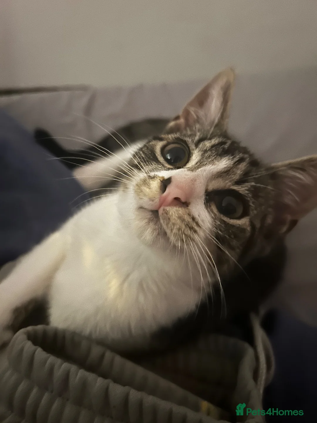 Mixed Breed cats for sale: Mixed breed tabby and white 1 year old female cat - Advert 2