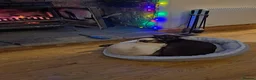 Siamese cats for sale: 8yr Siamese (F) & 7yr Chocolate Oriental (M) - Advert 2