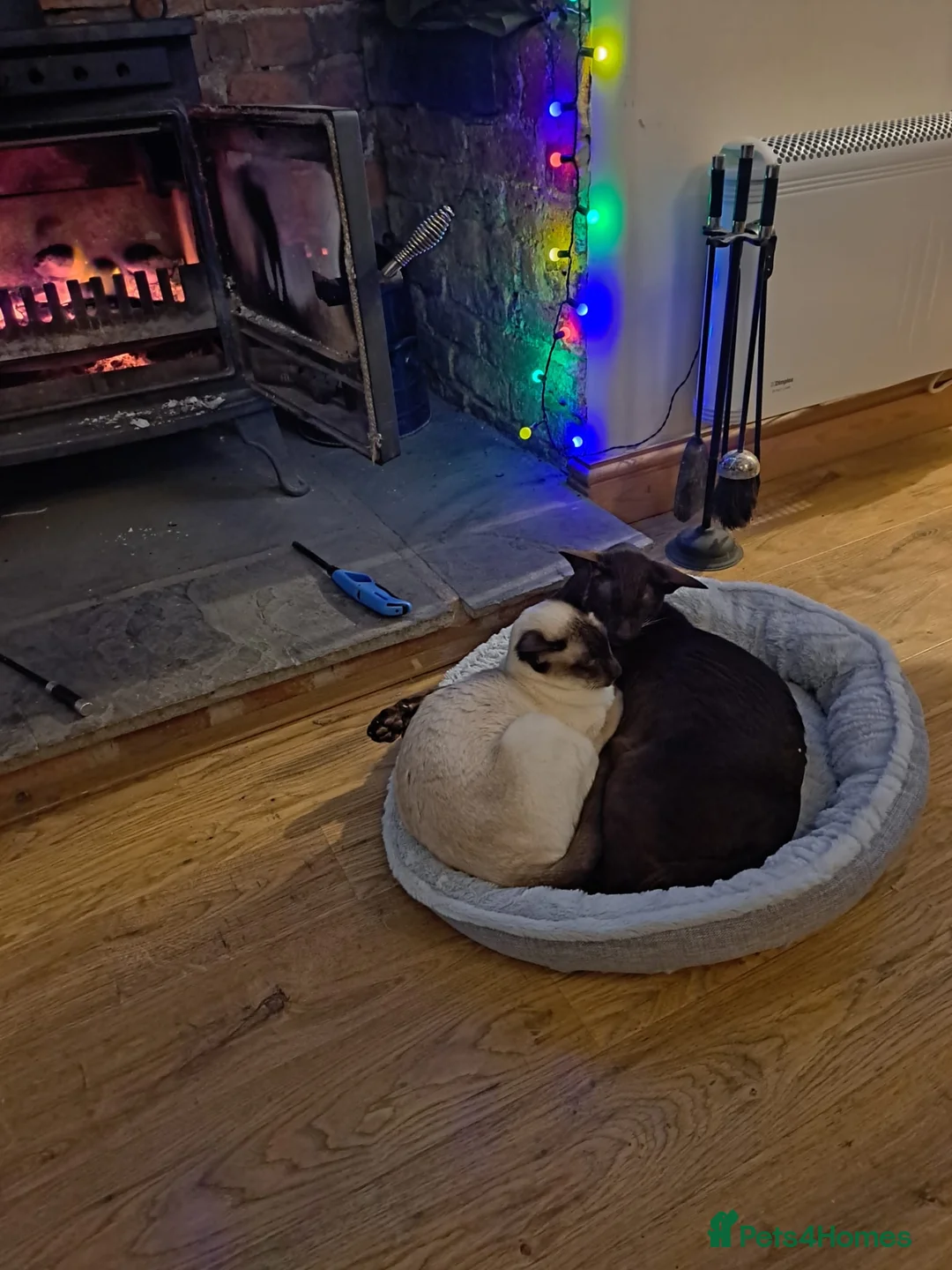 Siamese cats for sale: 8yr Siamese (F) & 7yr Chocolate Oriental (M) - Advert 2