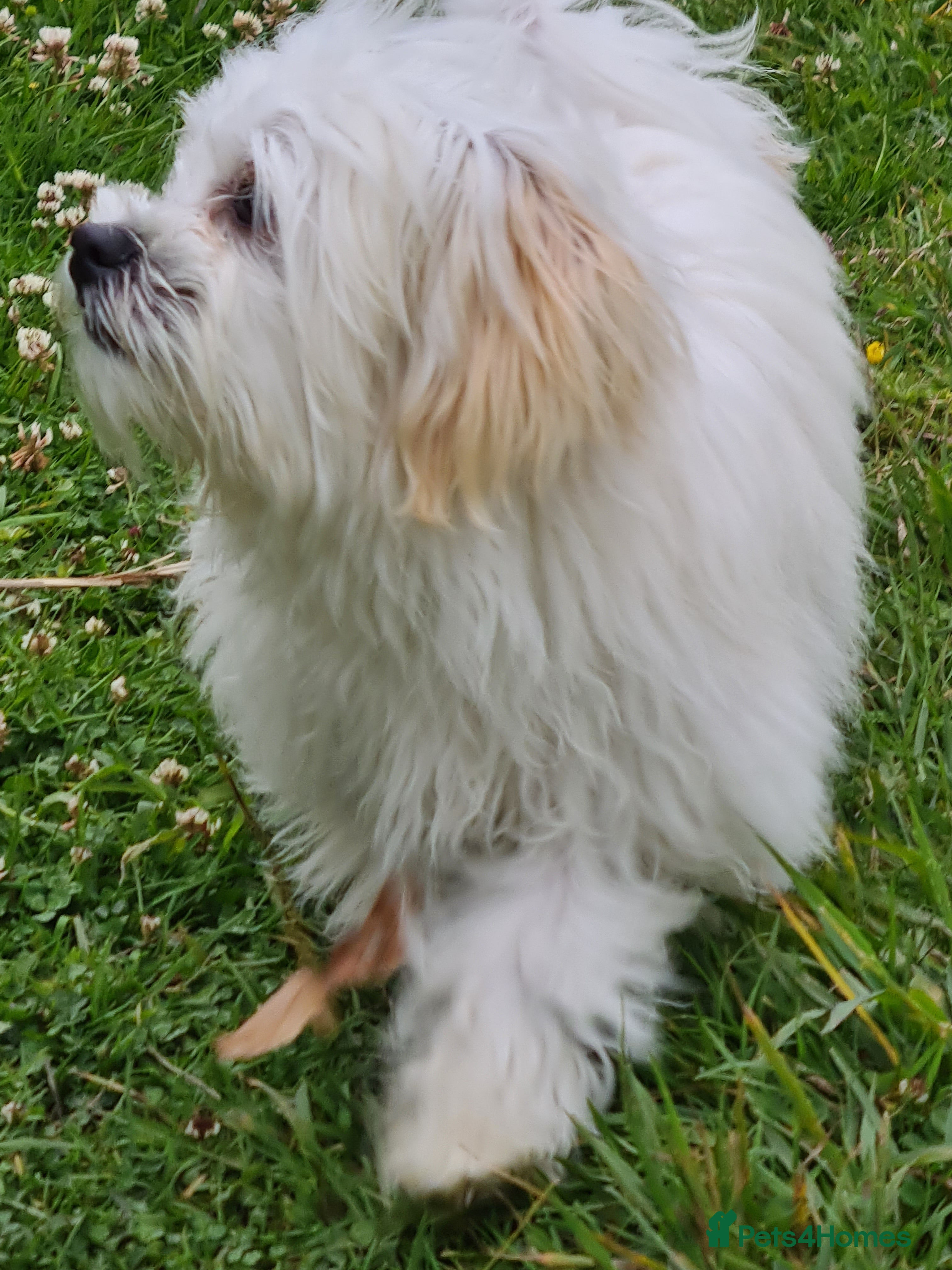 Bichon Frise dogs Loving dogs in need of a loving home. - Advert 1