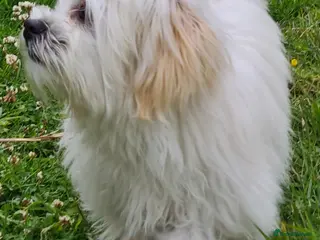 Bichon Frise dogs Loving dogs in need of a loving home. - Advert 1