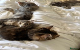 Kurilian Bobtail cats for sale: A new best friend for life - Image 5