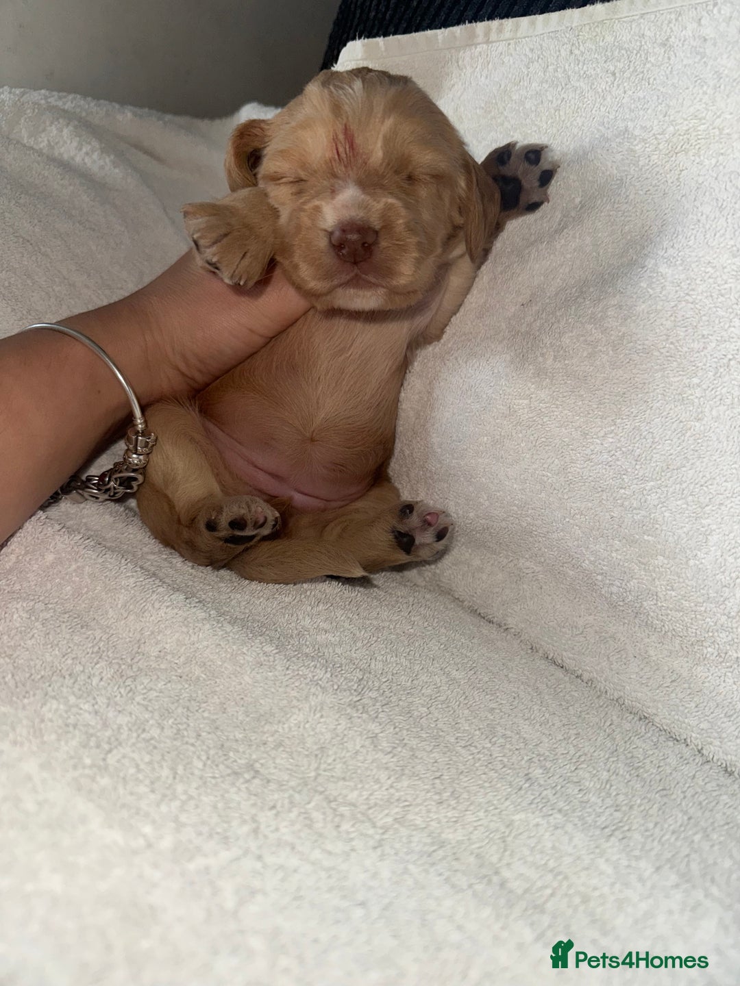 Cocker Spaniel dogs for sale: Beautiful cocker spaniels  - Image 15